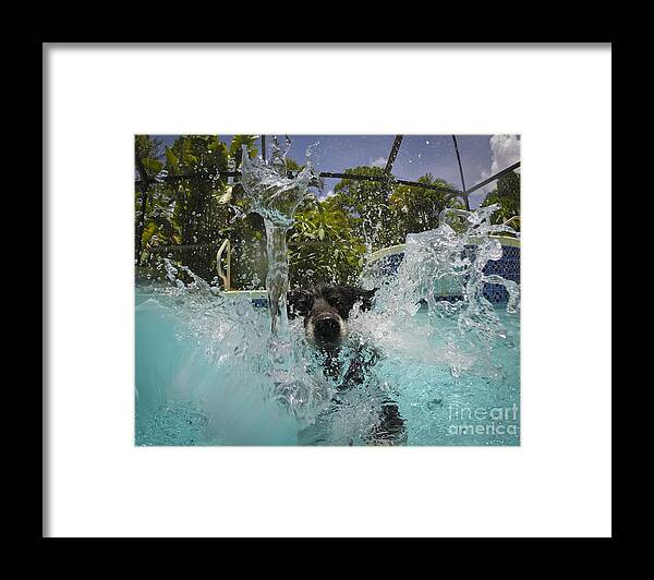 Dog Framed Print featuring the photograph Splash down by Quinn Sedam