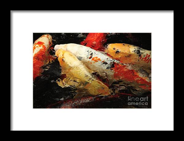 Koi Fish Framed Print featuring the photograph Splash of Koi Color by Veronica Batterson