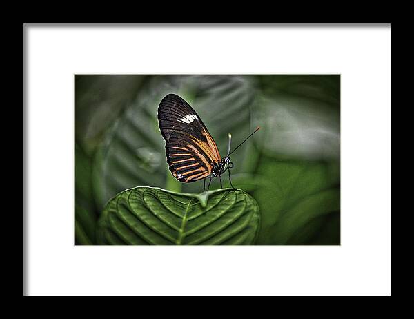 Butterflies Framed Print featuring the photograph Splash of White by Donald Brown