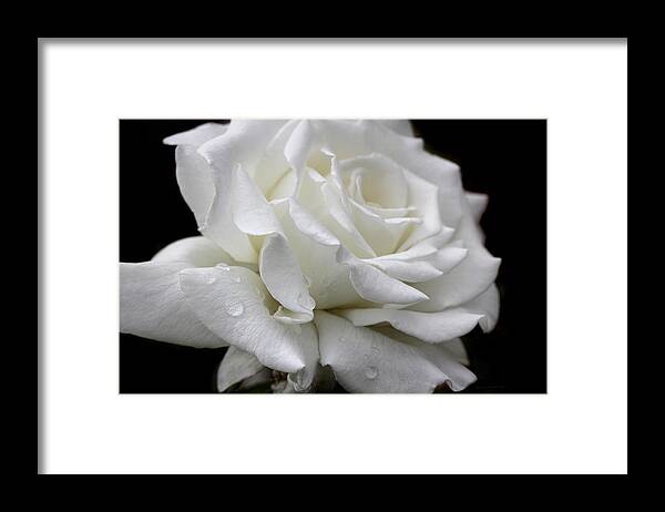 Rose Framed Print featuring the photograph Splendor of a White Rose Flower by Jennie Marie Schell