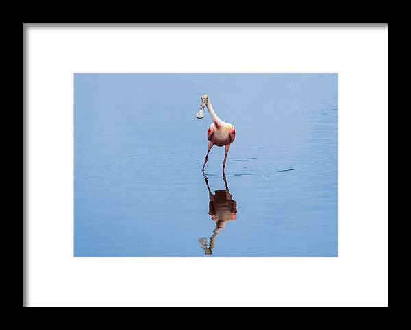 Roseate Spoonbill Framed Print featuring the photograph Spoonie Striking a Pose by John M Bailey