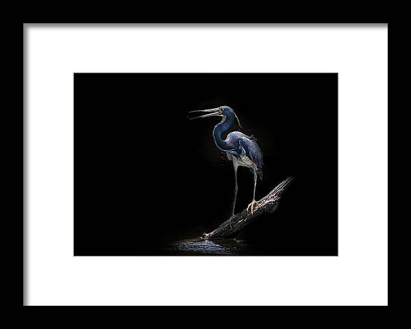 Tricolored Heron Framed Print featuring the photograph Spotlight by Ghostwinds Photography