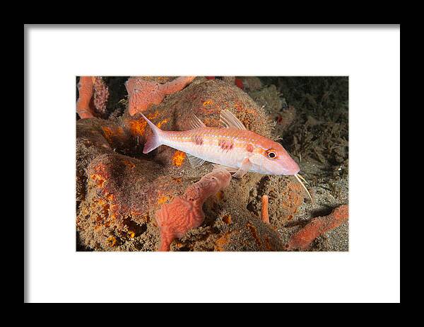 Spotted Goatfish Framed Print featuring the photograph Spotted Goatfish by Andrew J. Martinez