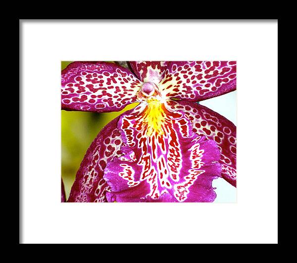 Orchid Framed Print featuring the photograph Spotted Orchid by Lehua Pekelo-Stearns