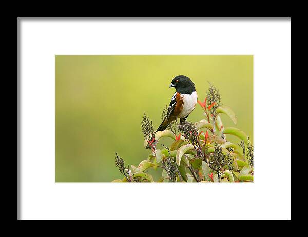 Spotted Towhee Framed Print featuring the photograph Spotted Towhee by Ram Vasudev