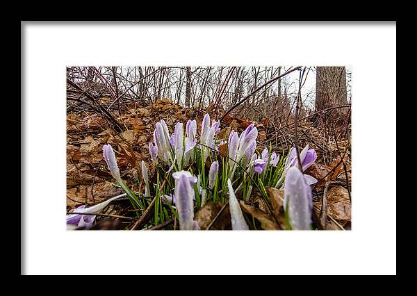Lenstagger Framed Print featuring the photograph Spring arrival by SAURAVphoto Online Store