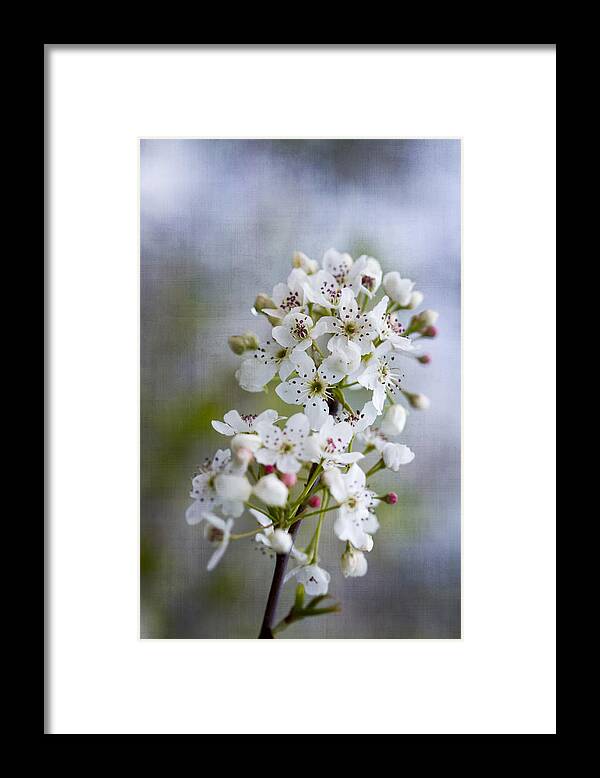 Bradford Framed Print featuring the photograph Spring Blooming Bradford Pear Blossoms by Kathy Clark