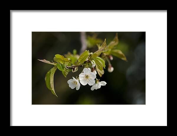 Branch Framed Print featuring the photograph Spring Blossom by Spikey Mouse Photography