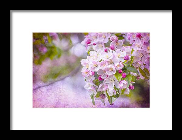 Pink Framed Print featuring the photograph Spring Blossoms by Cathy Kovarik