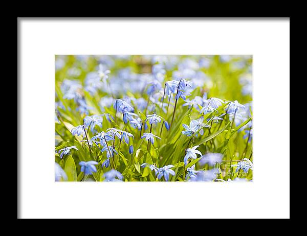 Flowers Framed Print featuring the photograph Spring blue flowers 5 by Elena Elisseeva
