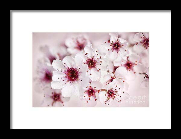 Flower Framed Print featuring the photograph Spring cherry blossom by Elena Elisseeva