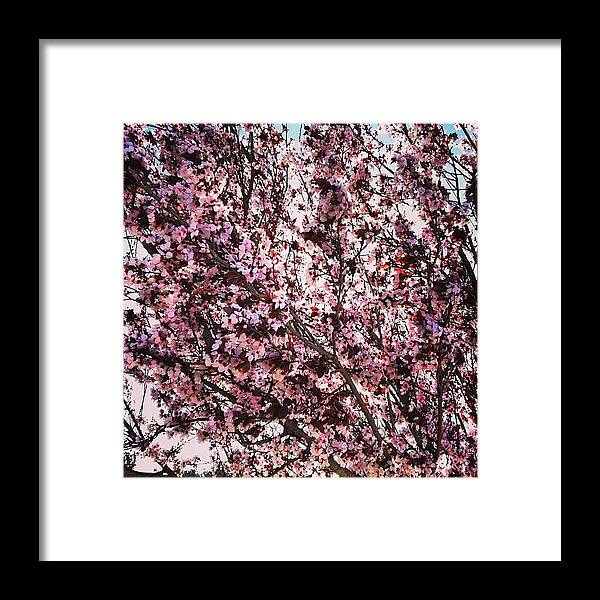 Cherryblossoms Framed Print featuring the photograph #spring #cherryblossoms #trees #nature by Brandon Carroll