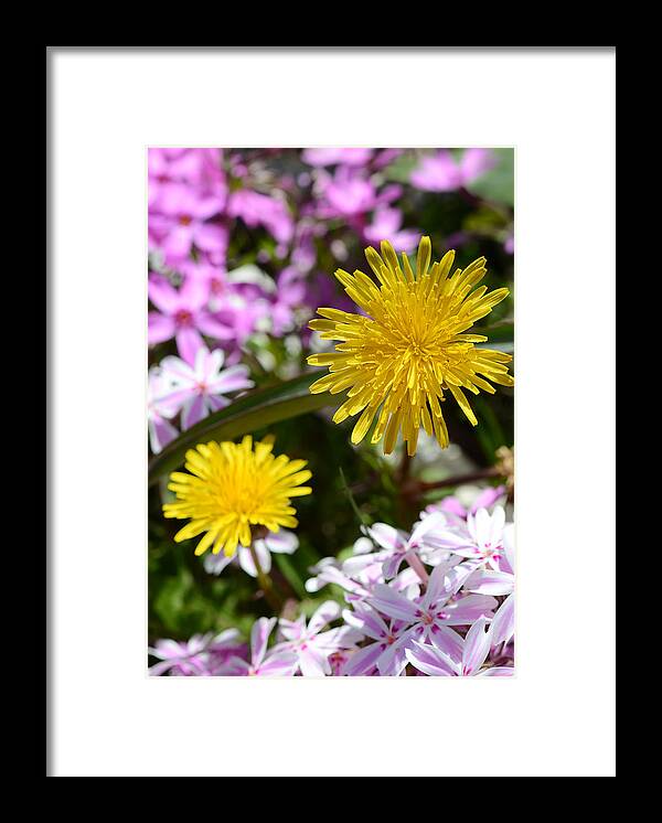 Flowers Framed Print featuring the photograph Spring Colors by Robert Mitchell