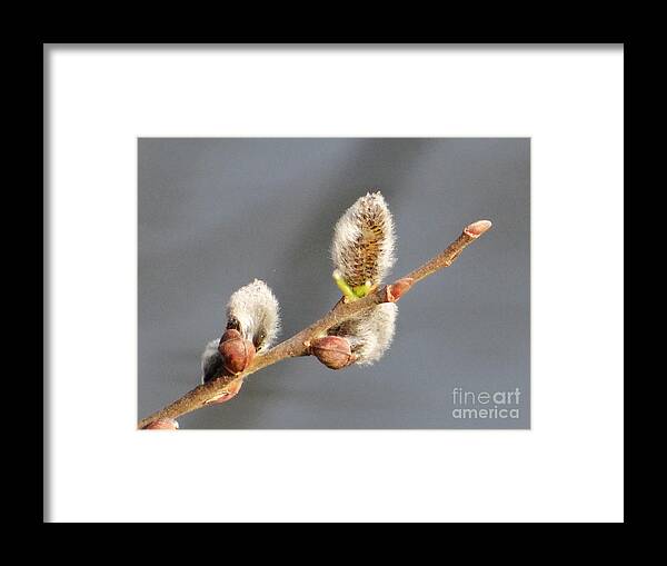 Spring Framed Print featuring the photograph Spring delight by Karin Ravasio
