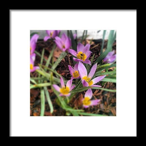 Springflowers Framed Print featuring the photograph #spring #flowers #flowerporn by Rich Toczynski