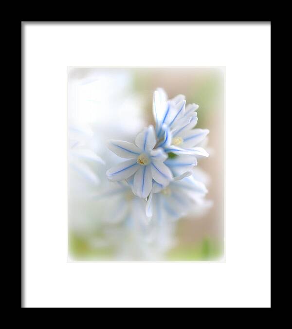 White Framed Print featuring the photograph Puschkinia scilloides Flowers by Nathan Abbott