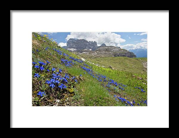 Nobody Framed Print featuring the photograph Spring Gentian (gentiana Verna) In Flower by Bob Gibbons