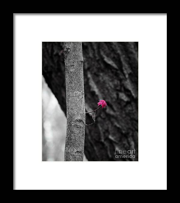 Natural Bridge Framed Print featuring the photograph Spring Maple Growth by Steven Ralser