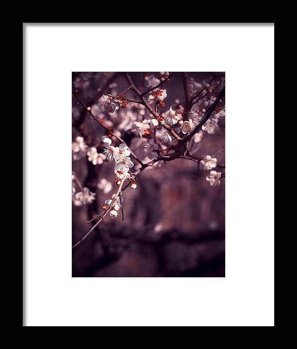 Plum Framed Print featuring the photograph Spring Has Come by Yuka Kato