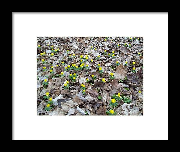 Dried Up Leaves Framed Print featuring the photograph Spring is Coming by Eric Switzer