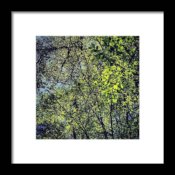 Nature Framed Print featuring the photograph Spring Leaves by Nic Squirrell