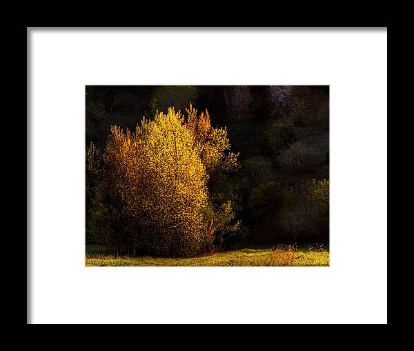 Trees Framed Print featuring the photograph Spring Light by Thomas Young