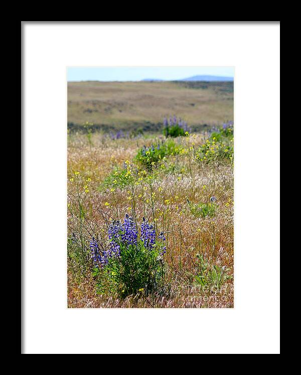 Lupines Framed Print featuring the photograph Spring Lupines and Cheatgrass by Carol Groenen