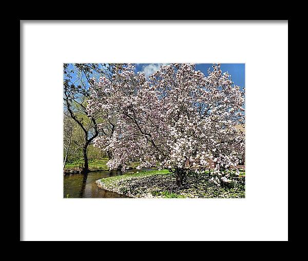 Trees Framed Print featuring the photograph Spring Magnolia by Janice Drew