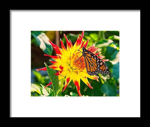 Beautiful Framed Print featuring the photograph Spring Monarch by Nick Zelinsky Jr