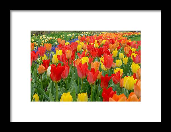 Blue Framed Print featuring the photograph Spring of Glory by Bill Pevlor