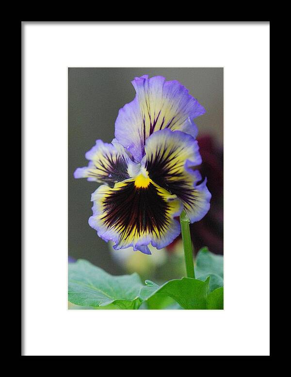 Pansy Framed Print featuring the photograph Spring Pansy by Amy Porter