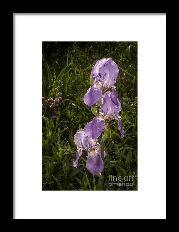 Spring Framed Print featuring the photograph Spring Pastels by The Stone Age