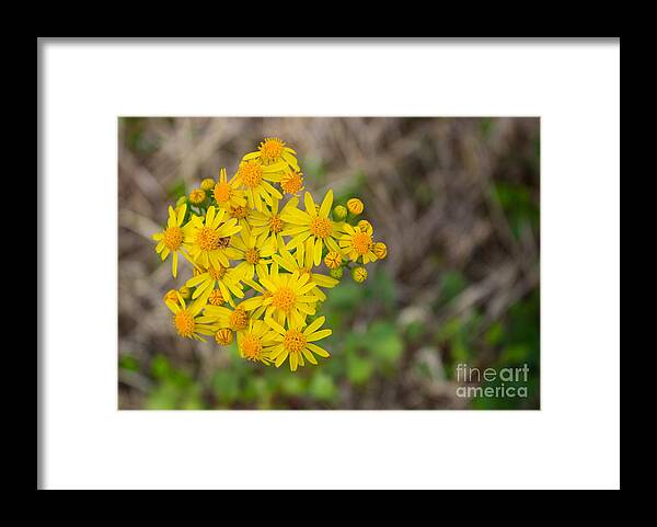 Floral Framed Print featuring the photograph Spring Petals by Tammy Chesney