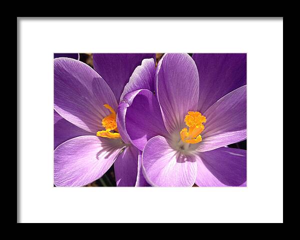 Flower Framed Print featuring the photograph Spring Sprang by Gwyn Newcombe
