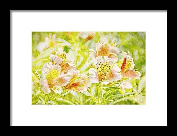 Flower Framed Print featuring the photograph Spring Sunshine by Peggy Hughes