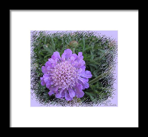 Flower Framed Print featuring the photograph Spring Treasure by Pete Trenholm
