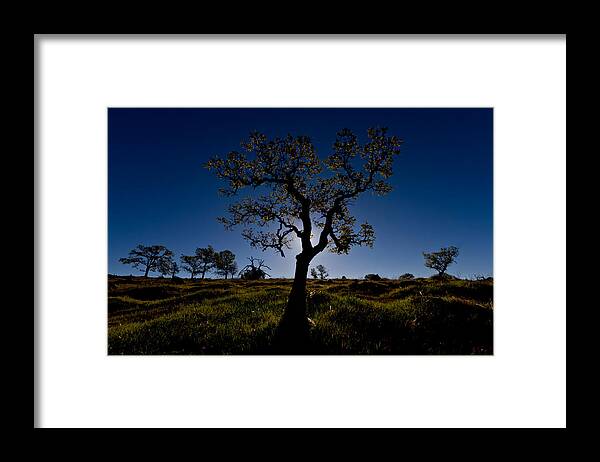 Tree Framed Print featuring the photograph Spring Tree by Robert Woodward