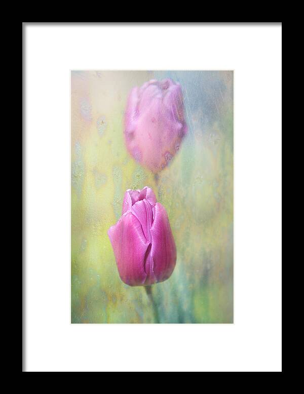 Tulip Framed Print featuring the photograph Spring Tulips by Jenny Rainbow