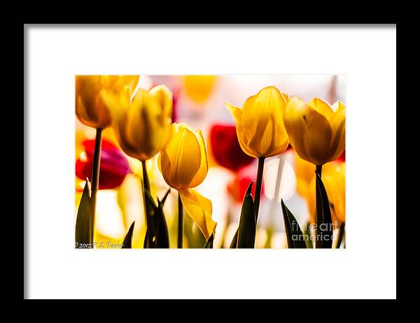 Yellow Tulips Framed Print featuring the photograph Spring Tulips by Pamela Taylor