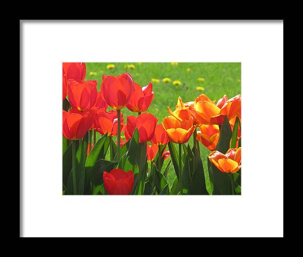 Spring Framed Print featuring the photograph Spring Tulips by Tina M Wenger