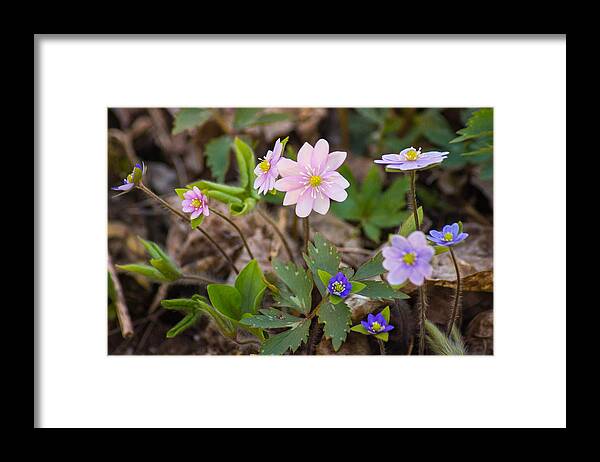 Wildflower Framed Print featuring the photograph Spring Variety Show by Bill Pevlor