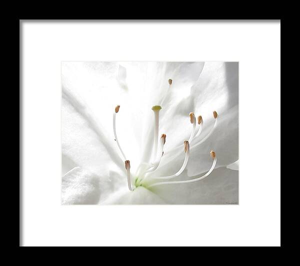 White Framed Print featuring the photograph Spring White by Deborah Smith