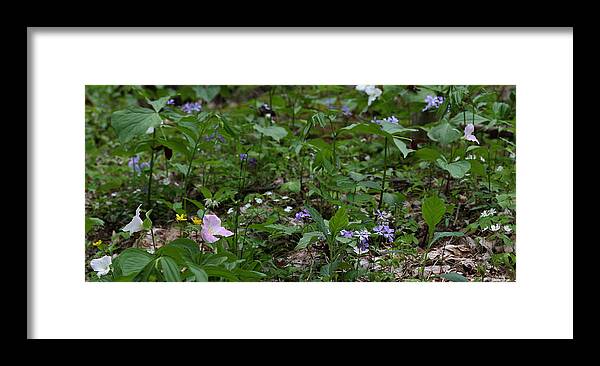 Spring Wildflowers Along Panther Branch Trail Framed Print featuring the photograph Spring Wildflowers Along Panther Branch Trail Frozen Head Tennessee State Park Tennessee by Daniel Reed