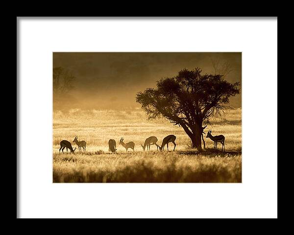 African Framed Print featuring the photograph Springbok Herd In The Kalahari At Dawn by Tony Camacho/science Photo Library
