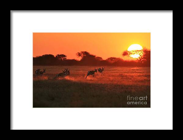 Africa Framed Print featuring the photograph Springbok Run of Golden Sun by Andries Alberts