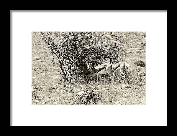 Springbok Framed Print featuring the photograph Springbok V2 by Douglas Barnard