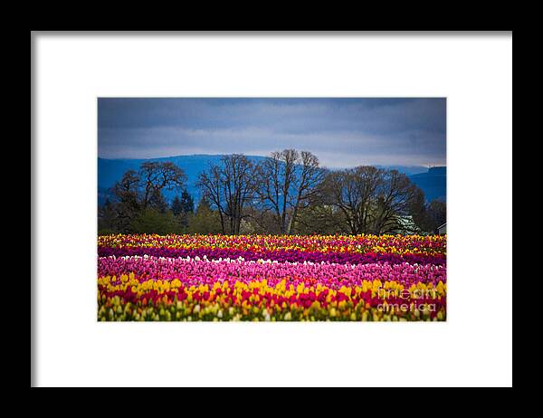 Tulips Framed Print featuring the photograph Spring's Laugh by Patricia Babbitt