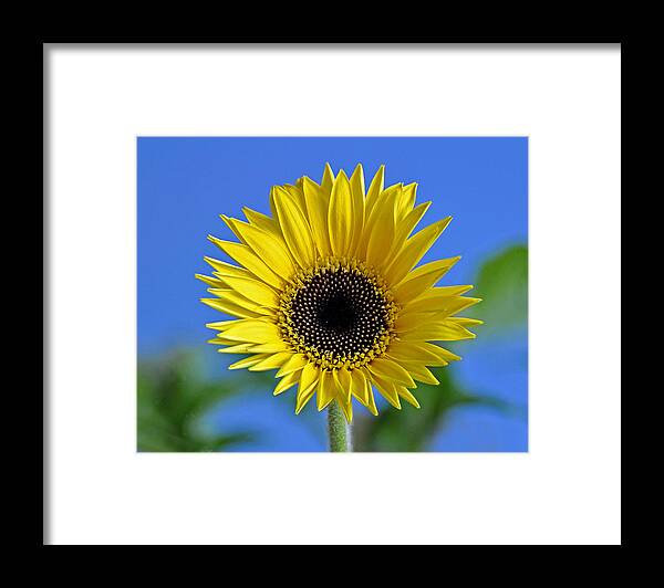 Flower Framed Print featuring the photograph Spring's Promise by Rodney Campbell