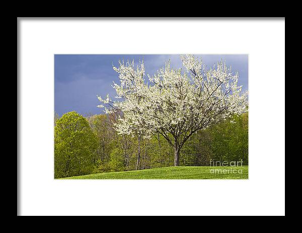 Spring Framed Print featuring the photograph Springtime Blossoms by Alan L Graham