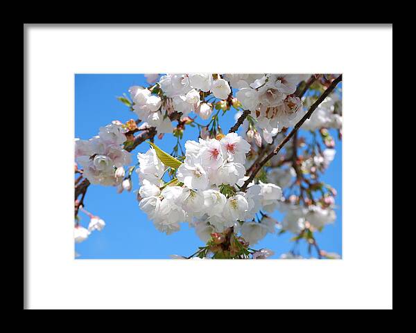 White Flowers Framed Print featuring the photograph Springtime Blossoms by Richard Hinger